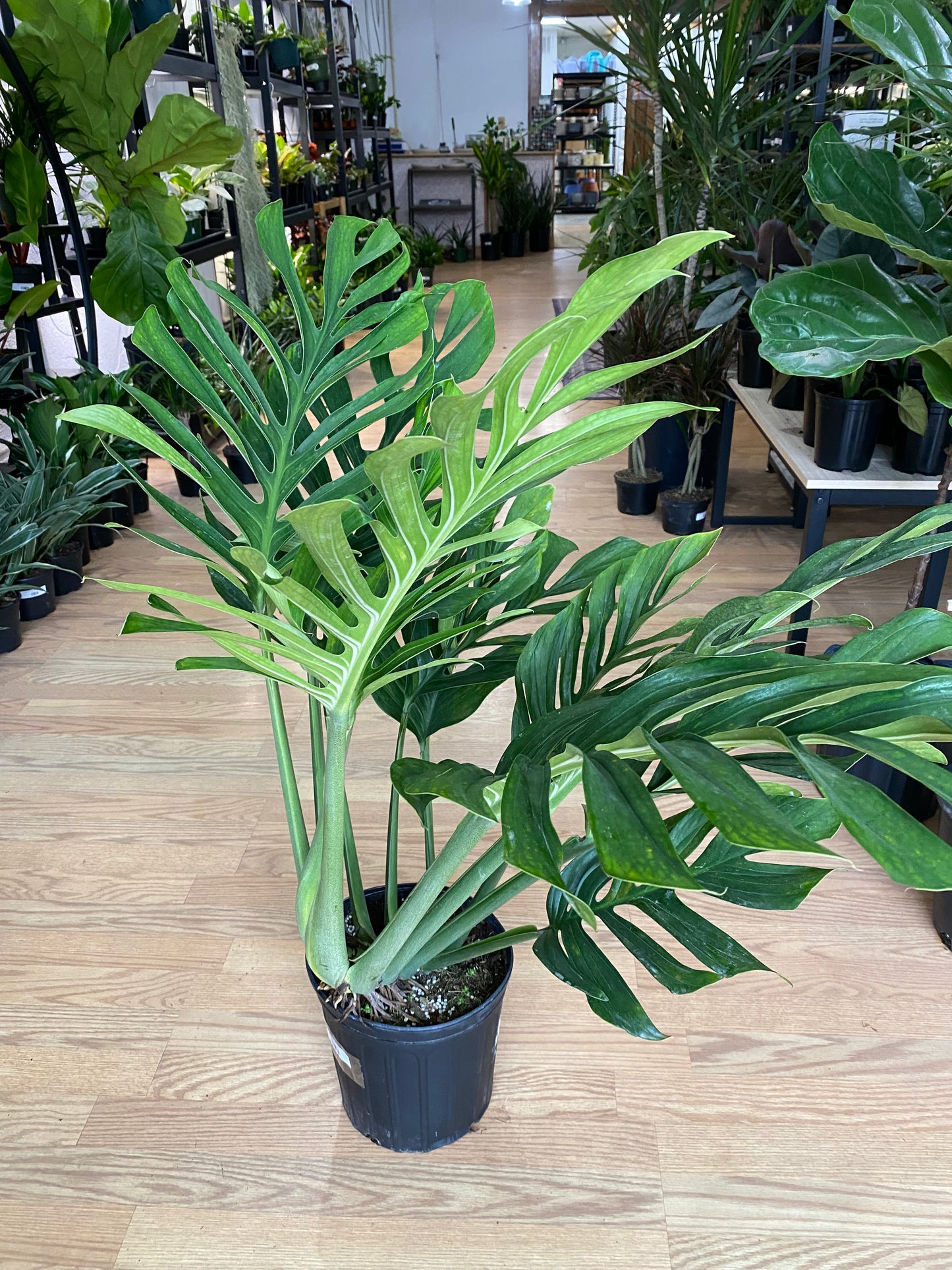 Monstera pinnatipartita