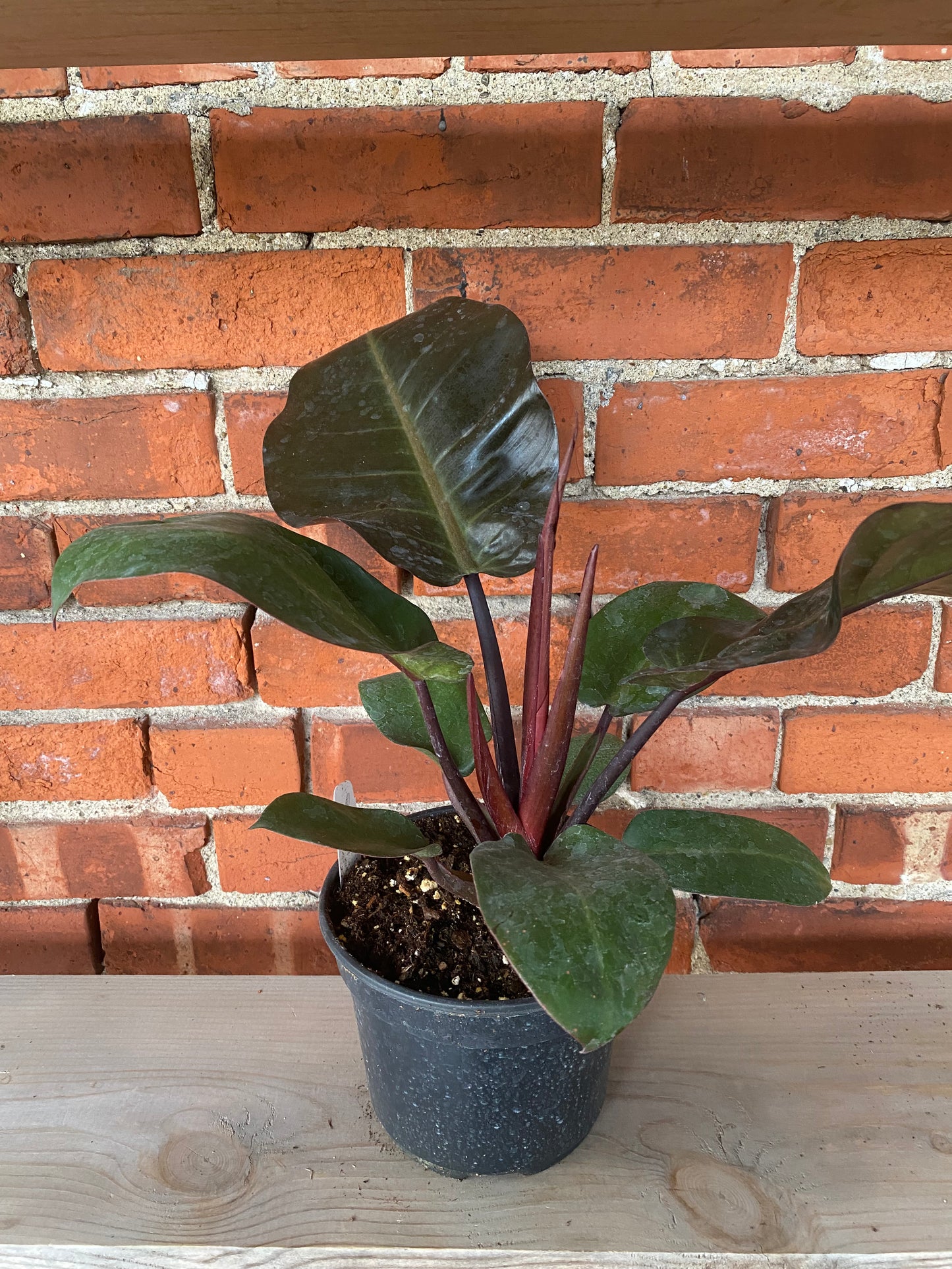 Philodendron ‘Black Cardinal’ - 6.5" Pot