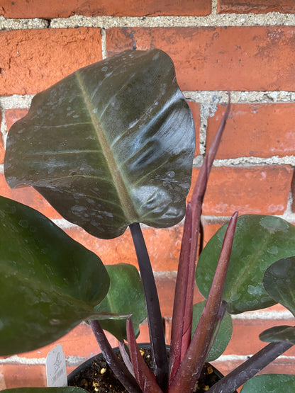 Philodendron ‘Black Cardinal’ - 6.5" Pot