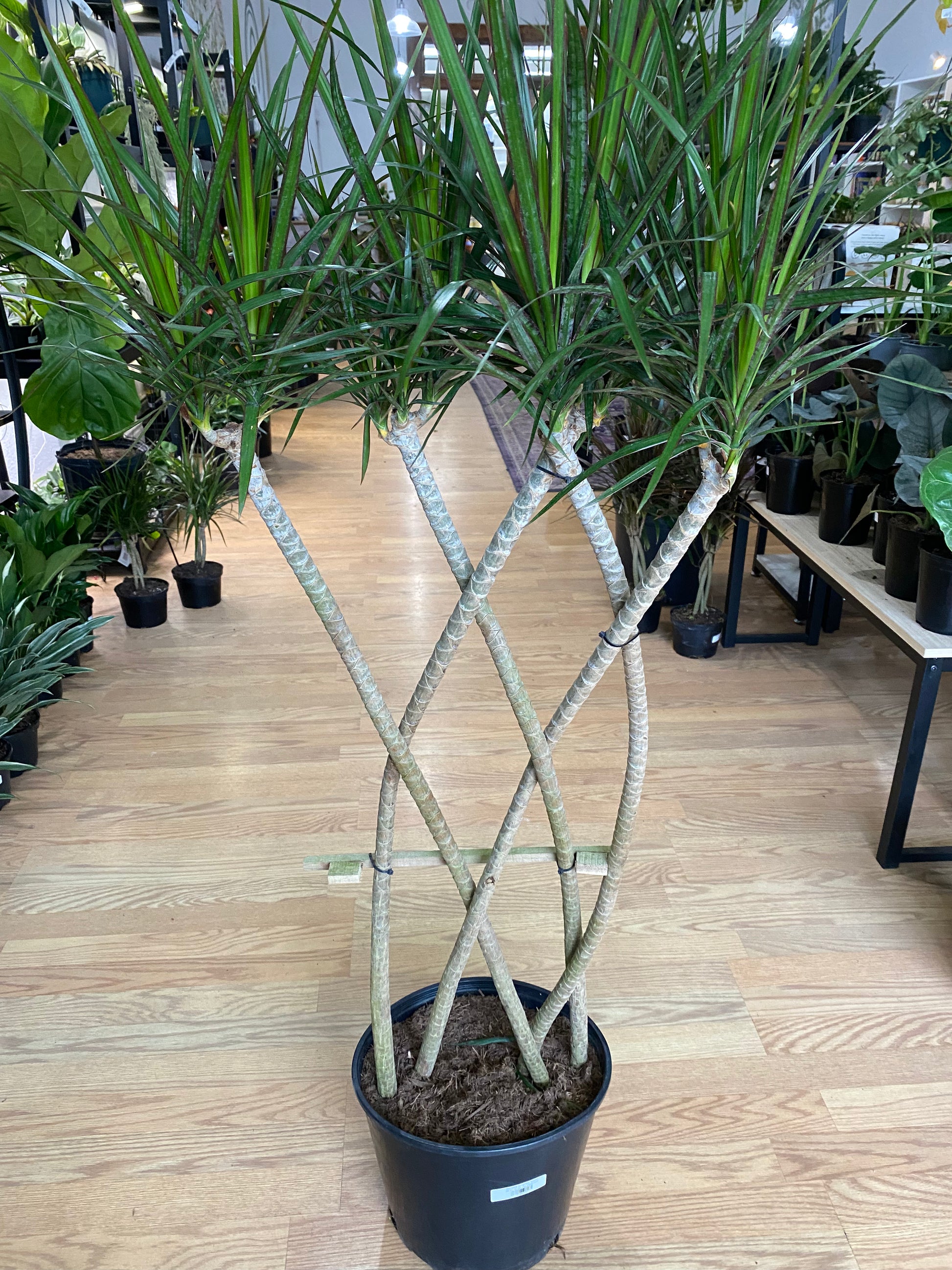 large dracaena marginata for sale Dracaena marginata 'Green' – Snakeroot Botanicals