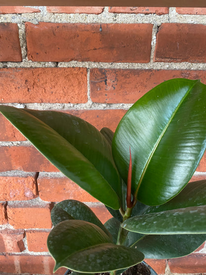 Ficus elastica 'Chloe' - 6.5" Pot