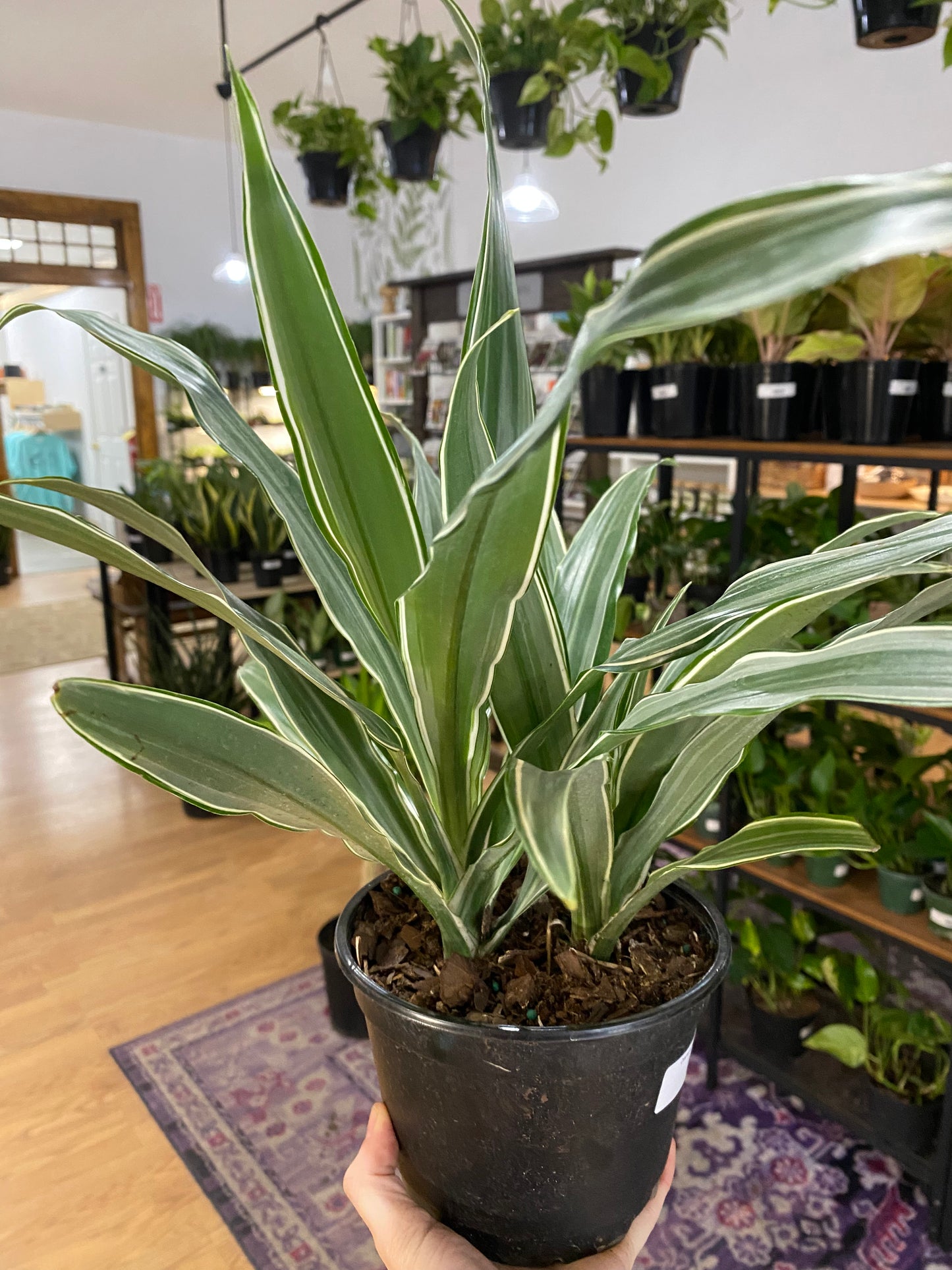 Dracaena warneckii 'Jumbo' -6" Pot