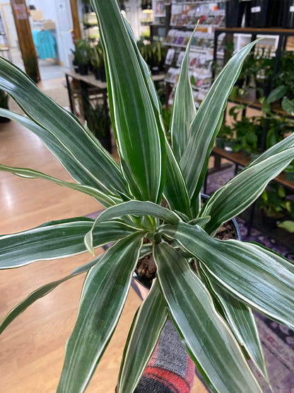 Dracaena warneckii 'Jumbo' -6" Pot