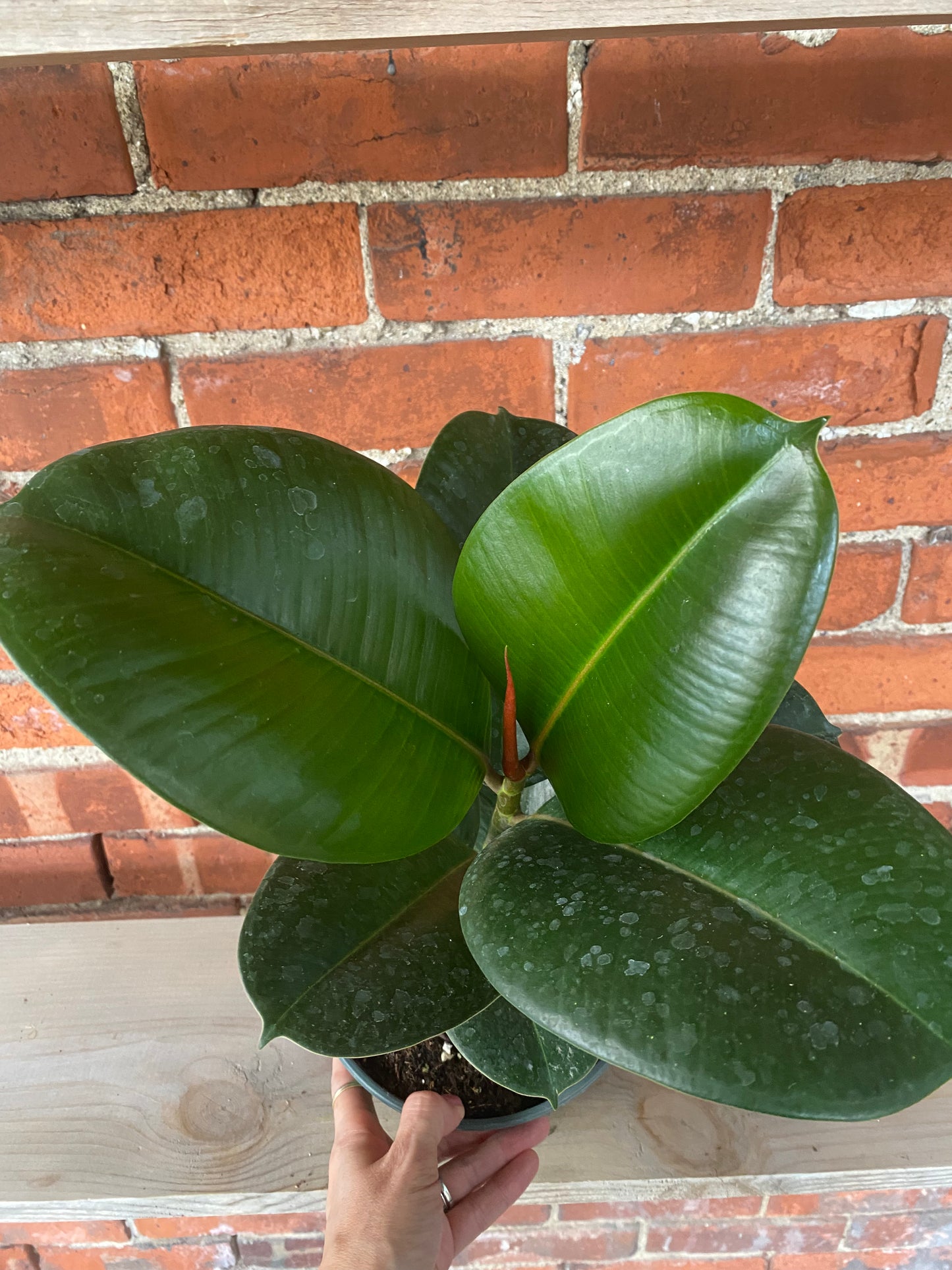 Ficus elastica 'Chloe' - 6.5" Pot