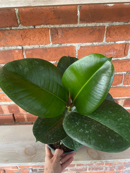 Ficus elastica 'Chloe' - 6.5" Pot