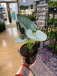 Alocasia reginae - 6" Pot
