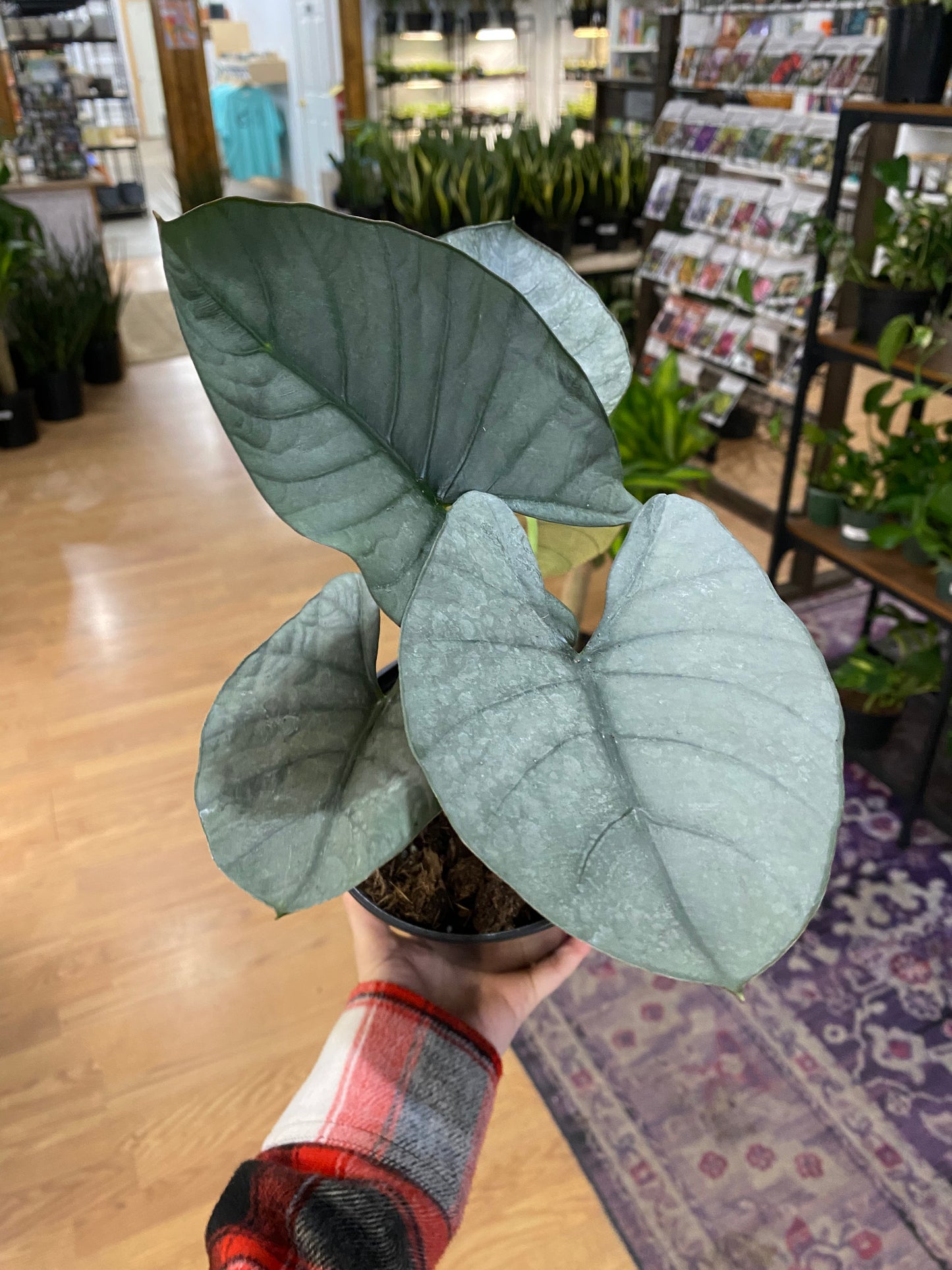 Alocasia reginae - 6" Pot