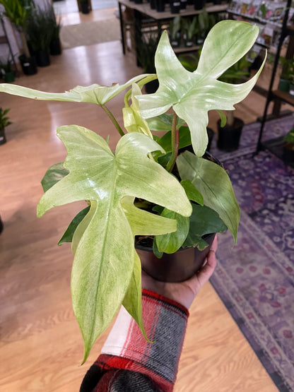 Philodendron 'Florida Ghost'