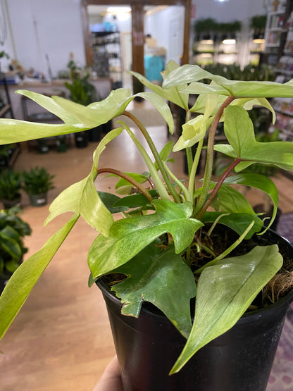 Philodendron 'Florida Ghost'