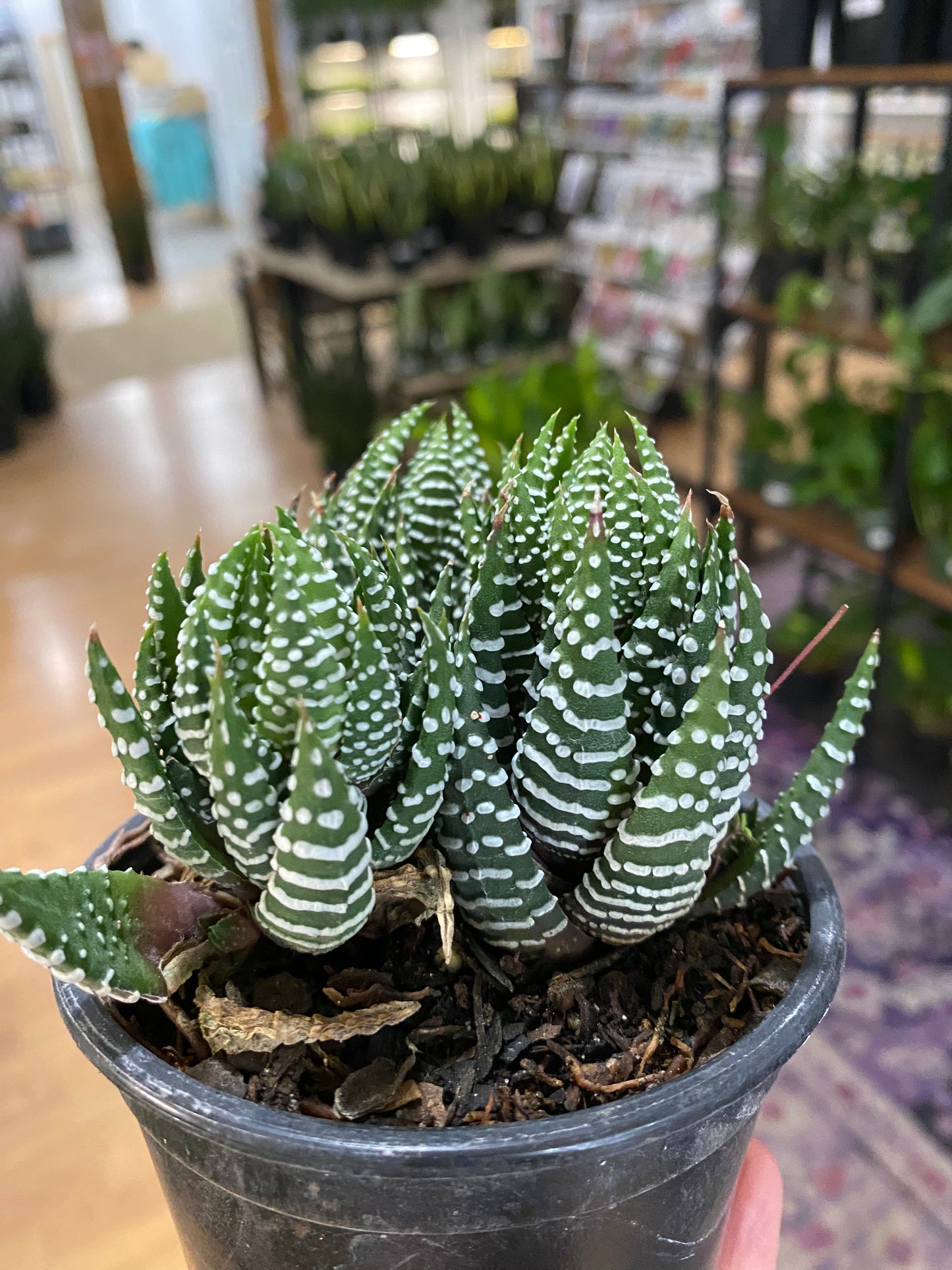 Haworthia zebrina 'Zebra' - 4" Pot