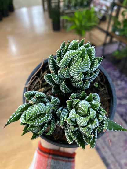 Haworthia zebrina 'Zebra' - 4" Pot