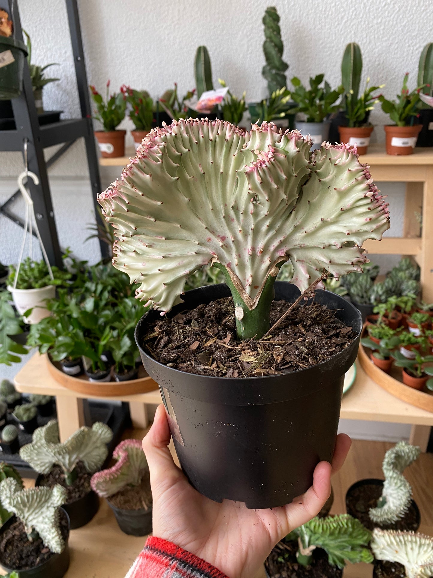 Euphorbia lactea 'Coral Cactus'