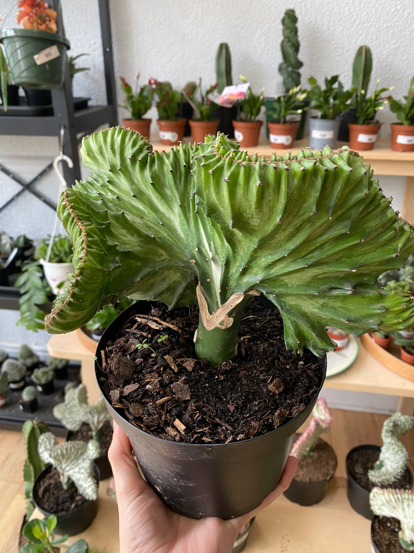 Euphorbia lactea 'Coral Cactus'