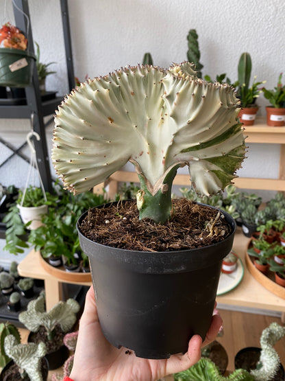 Euphorbia lactea 'Coral Cactus'