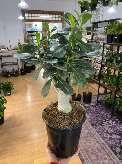 Adenium Obesum 'Desert Rose' - 6" Pot