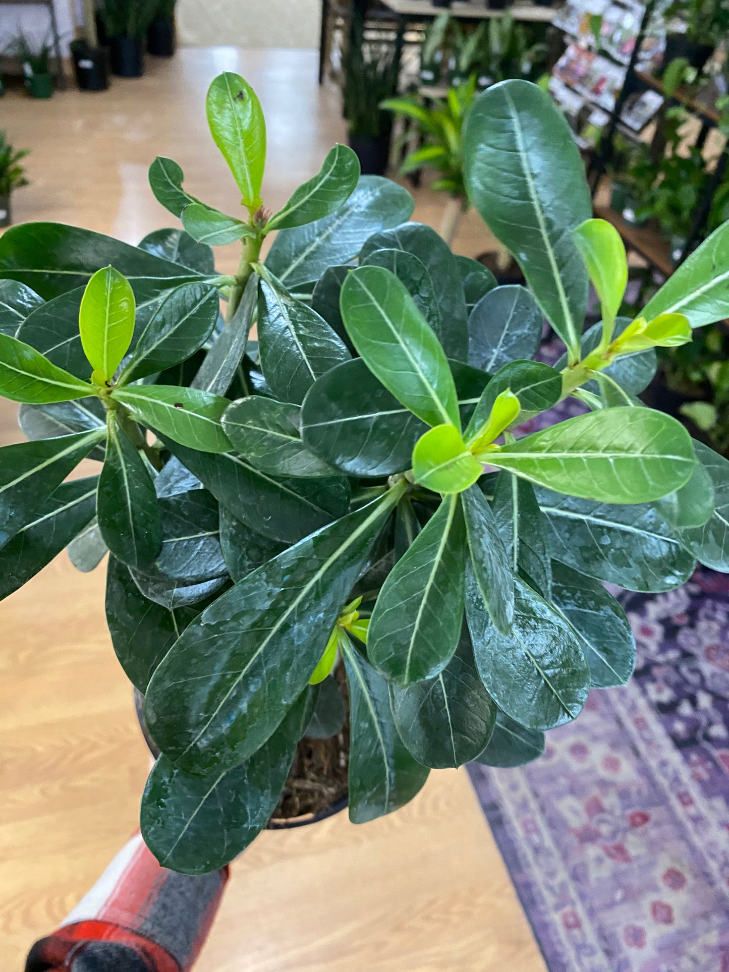 Adenium Obesum 'Desert Rose' - 6" Pot