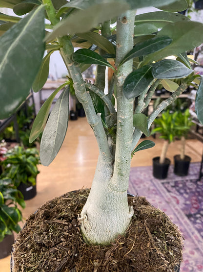 Adenium Obesum 'Desert Rose' - 6" Pot