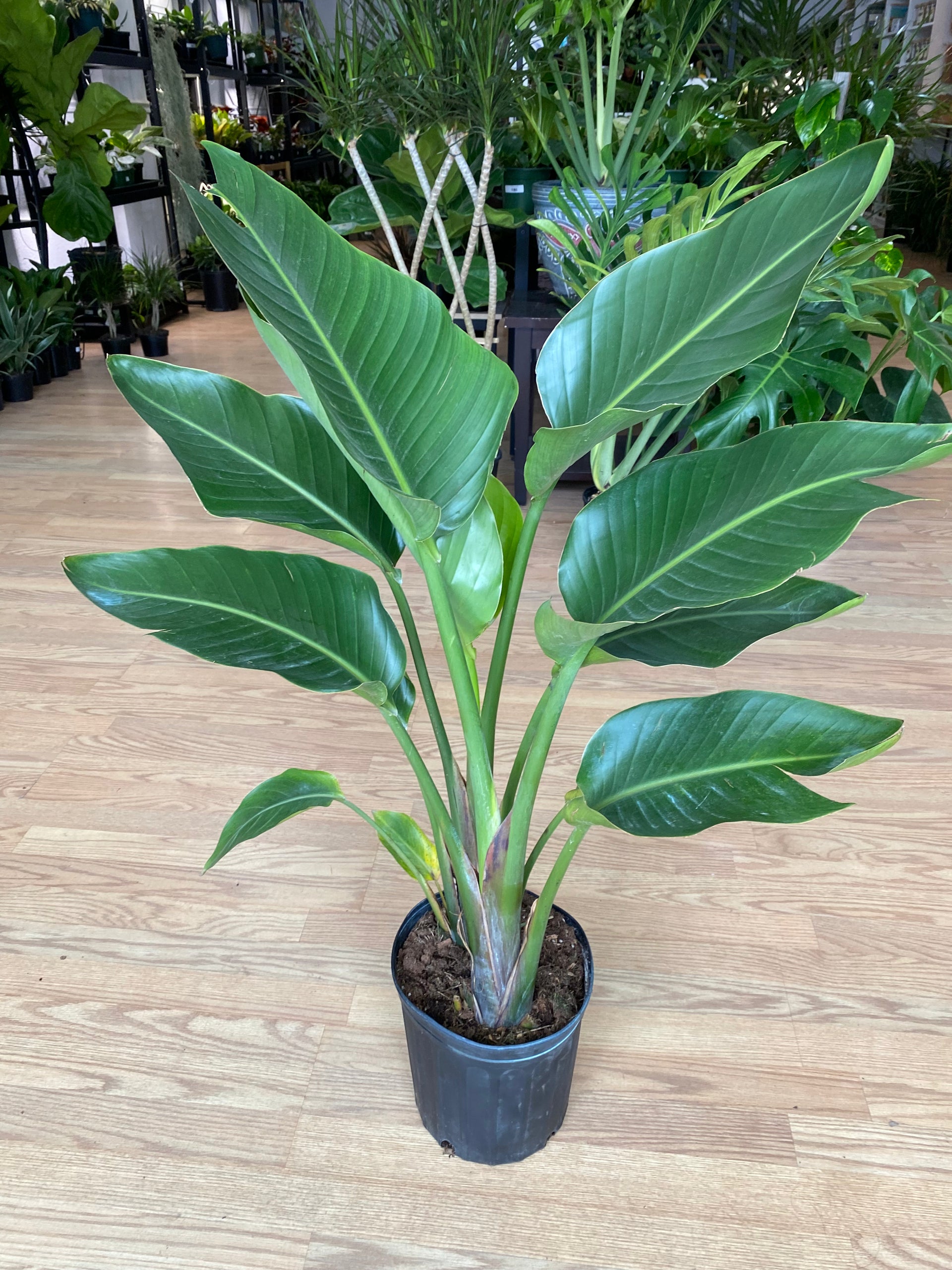 Strelitzia nicolai 'White Bird of Paradise' – Snakeroot Botanicals