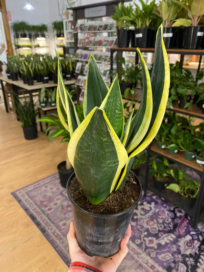 Sansevieria ‘Black Gold Superba' - 6"Pot