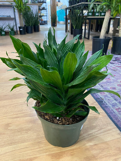 Dracaena 'Dragon Green Jewel'