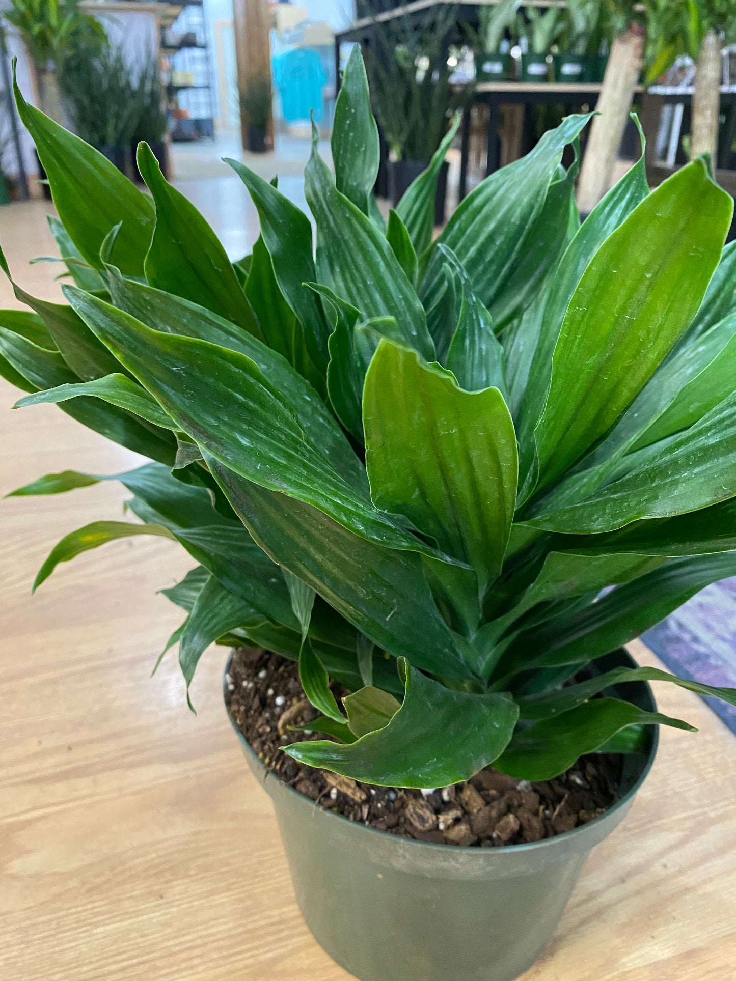 Dracaena 'Dragon Green Jewel'