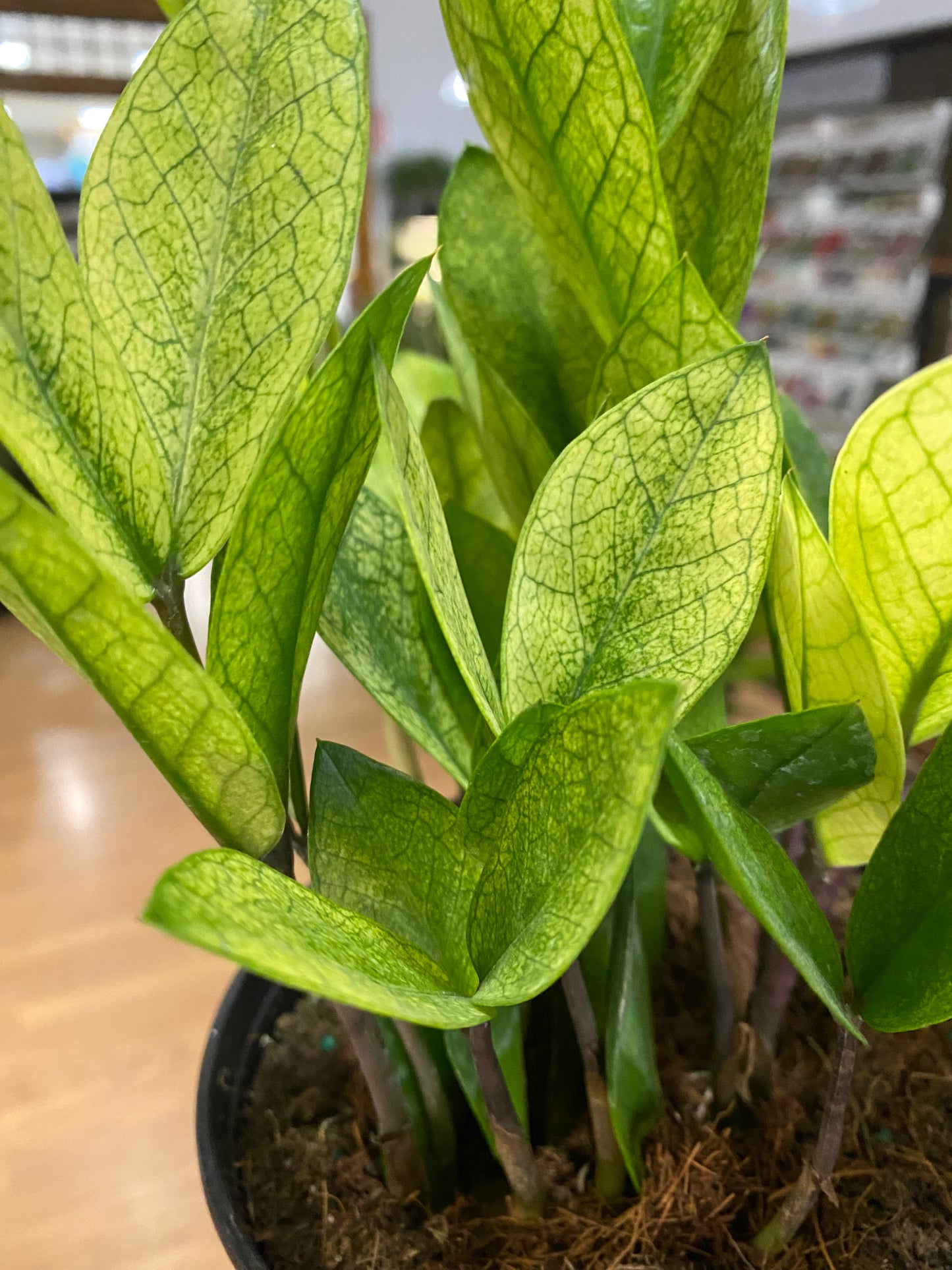 Zamioculcas zamiifolia ‘Chameleon ZZ’ - 6" Pot