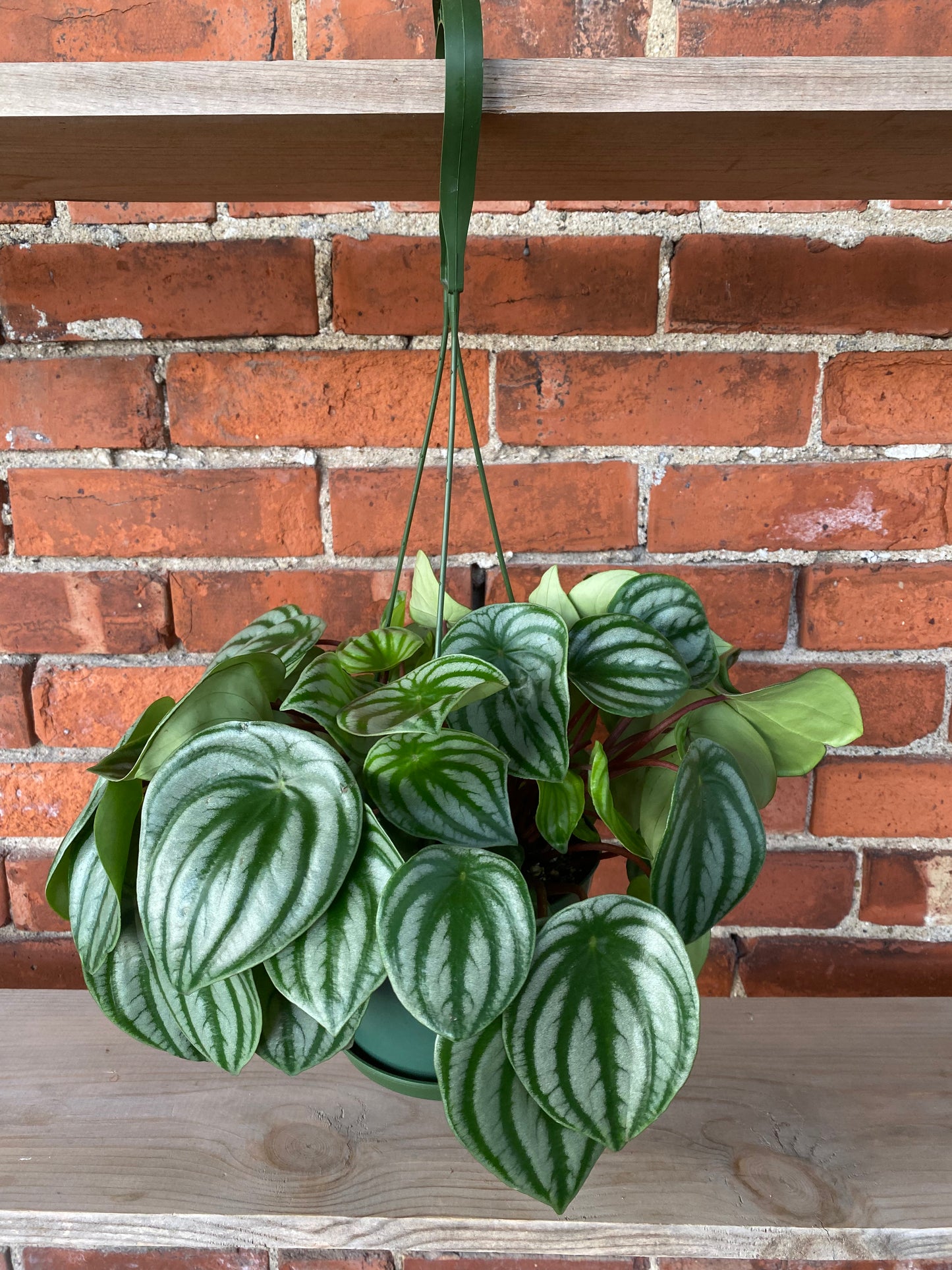Peperomia 'Watermelon'
