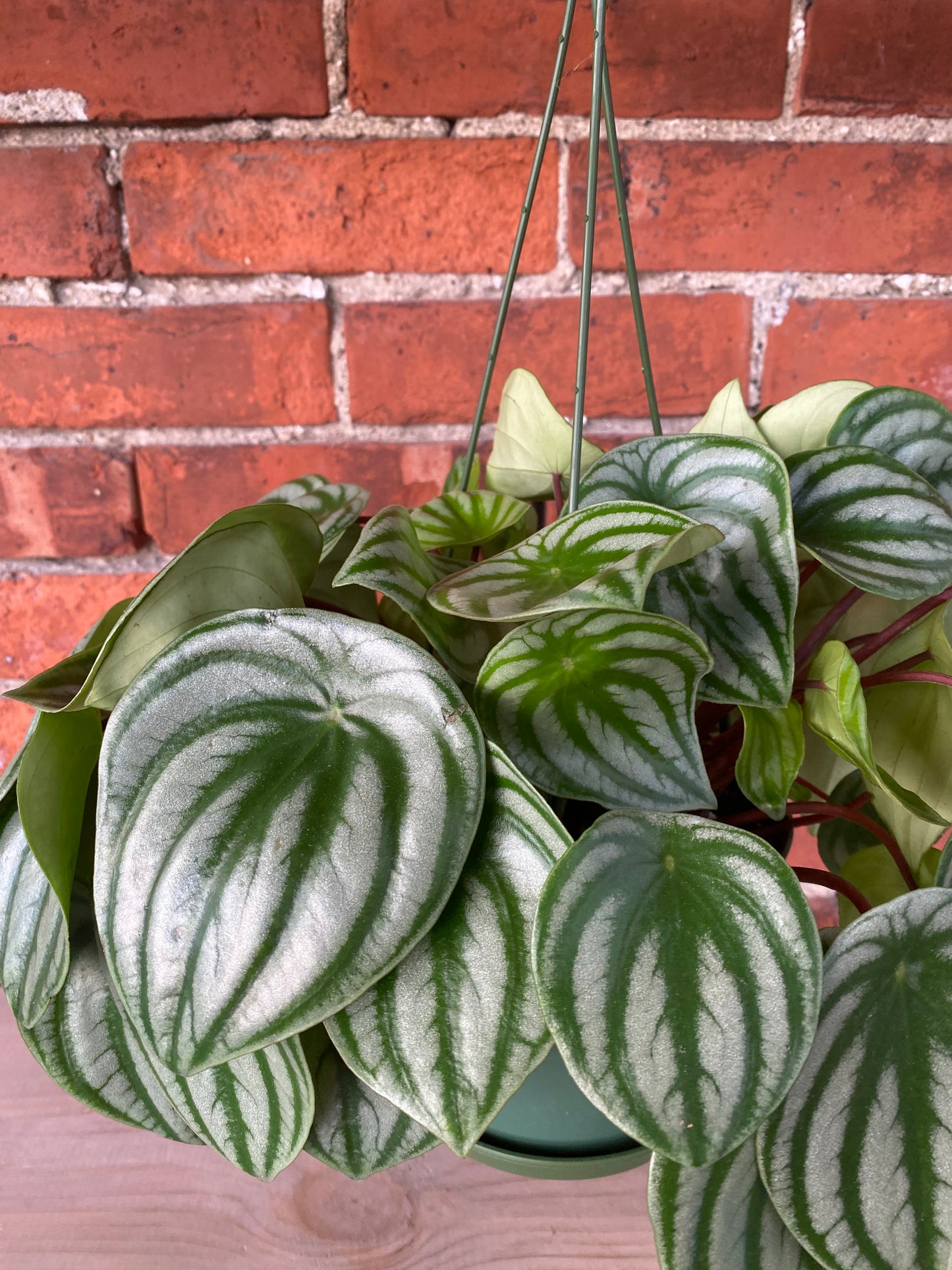 Peperomia 'Watermelon'