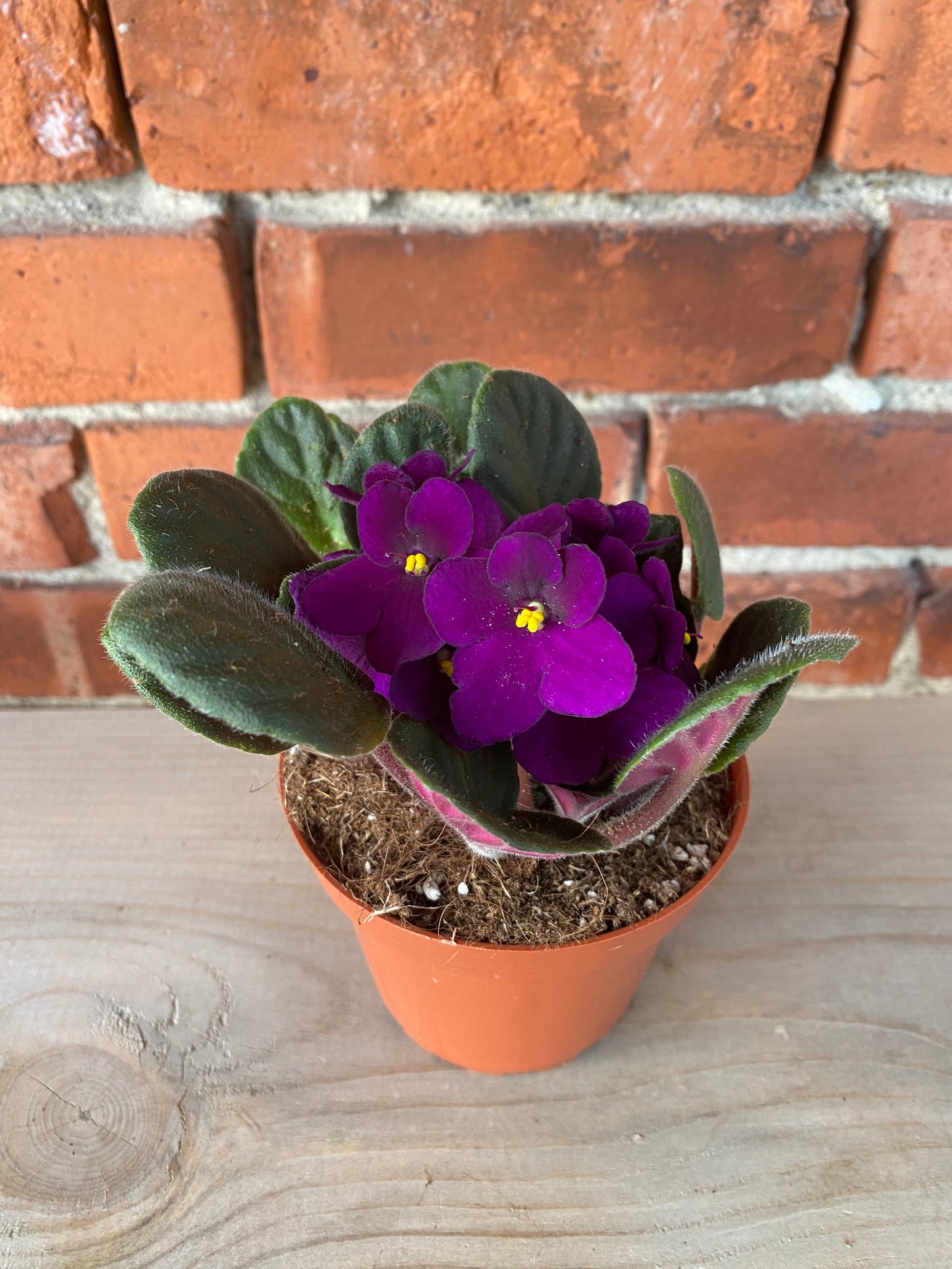 Saintpaulia ‘African Violets’