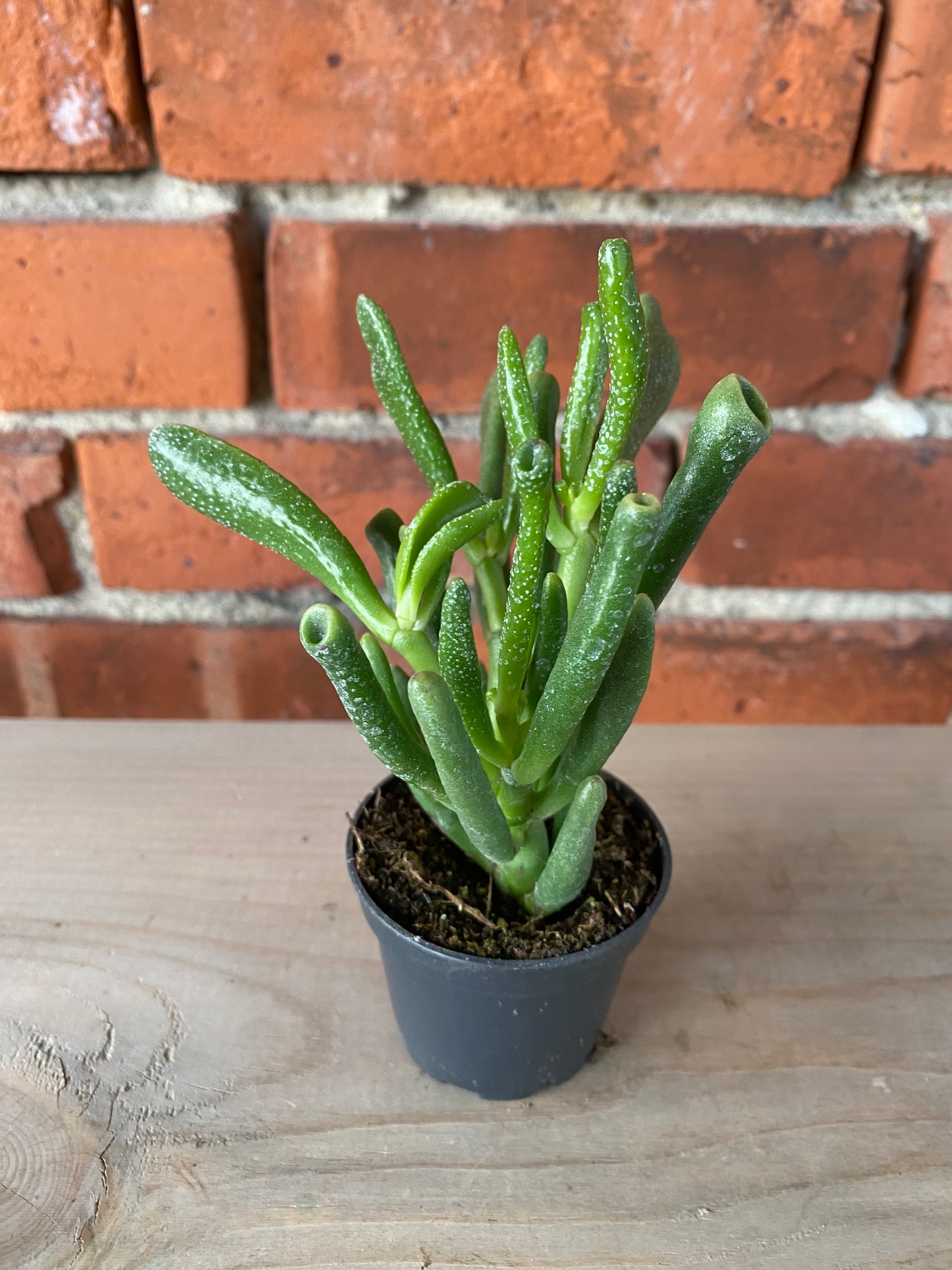 Crassula ovata ‘Shrek Ears' - 2.5" Pot