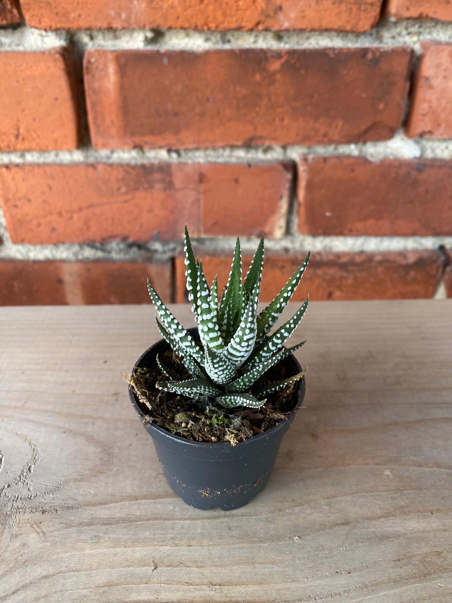 Haworthia zebrina 'Zebra'