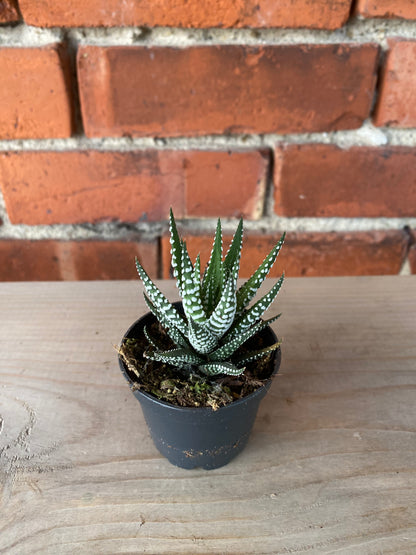Haworthia zebrina 'Zebra'