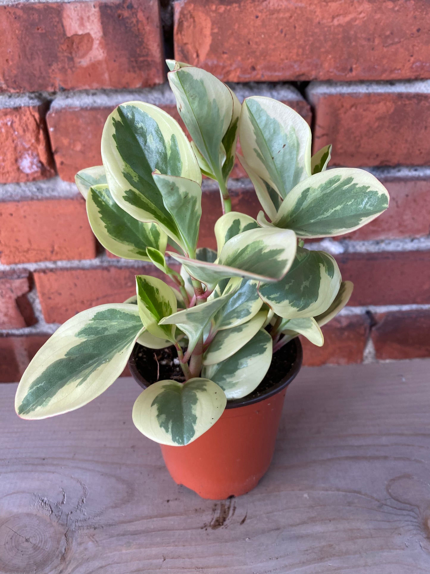 Peperomia obtusifolia 'Obtipan Bicolor' - 4" Pot