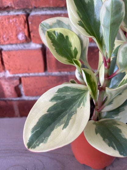Peperomia obtusifolia 'Obtipan Bicolor' - 4" Pot