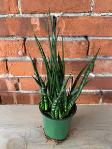 Sansevieria 'Fernwood'