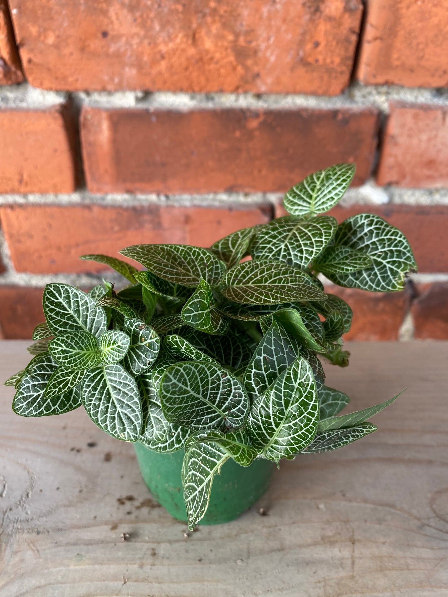 Fittonia Albivenis ‘White Nerve Plant’
