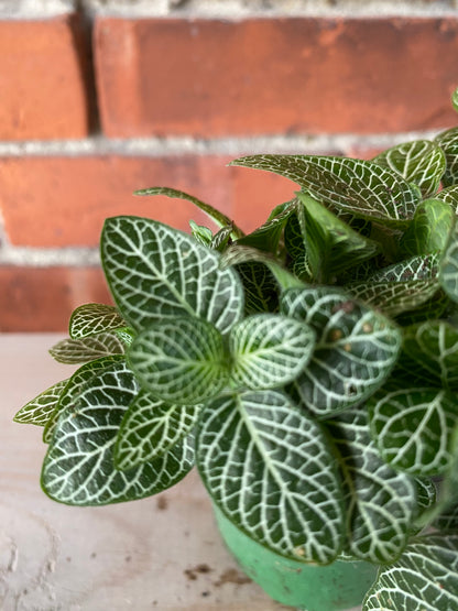 Fittonia Albivenis ‘White Nerve Plant’