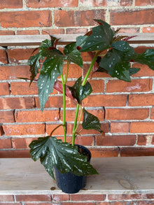 Begonia maculata 'Silver Mist' - 6" Pot