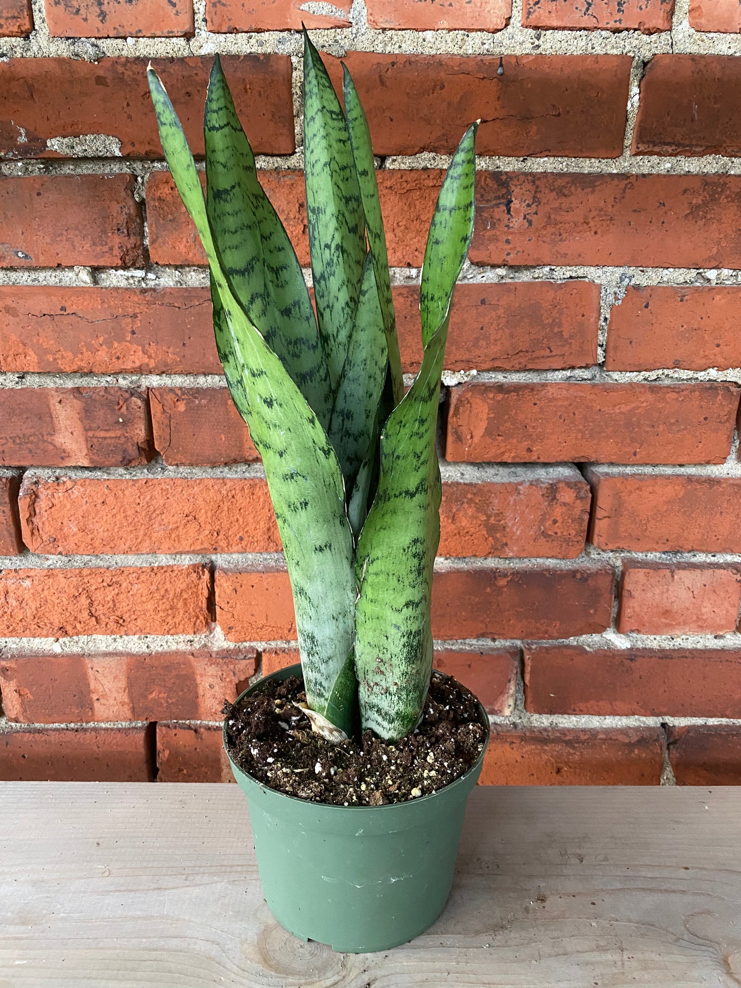 Sansevieria zeylanica 'Snake Plant'
