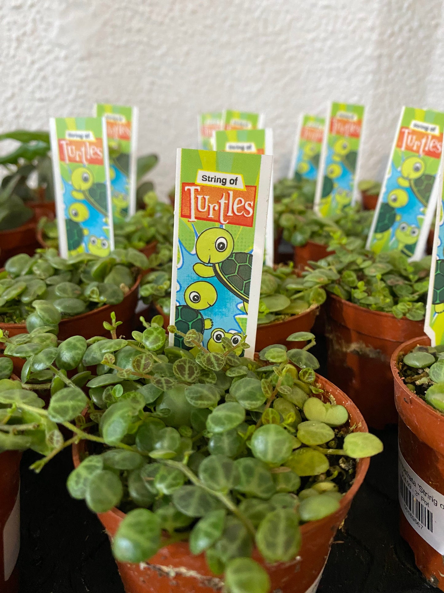 Peperomia prostrata 'String of Turtles'