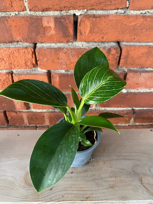 Philodendron 'Birkin'
