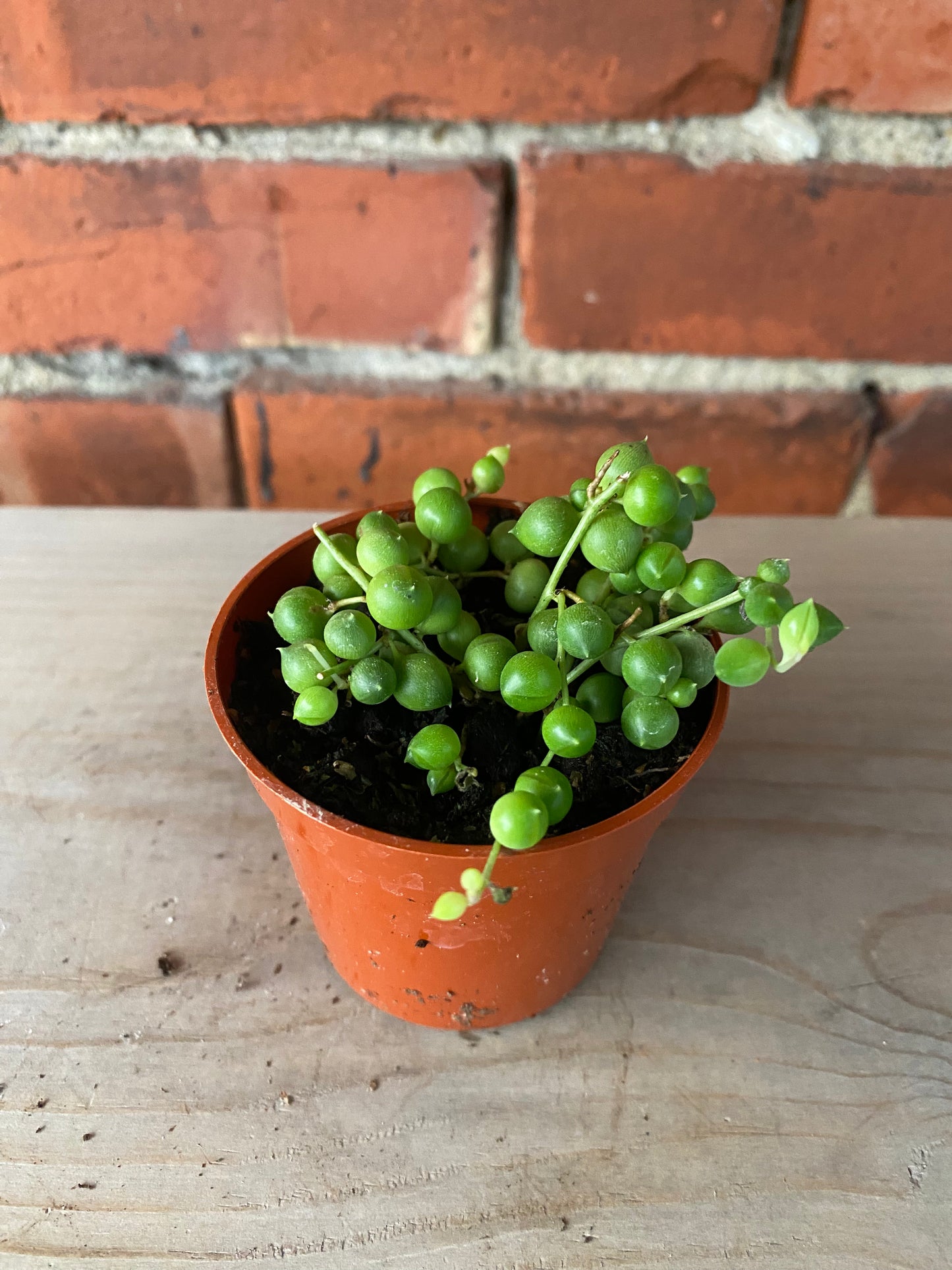 Senecio rowleyanus 'String of Pearls'