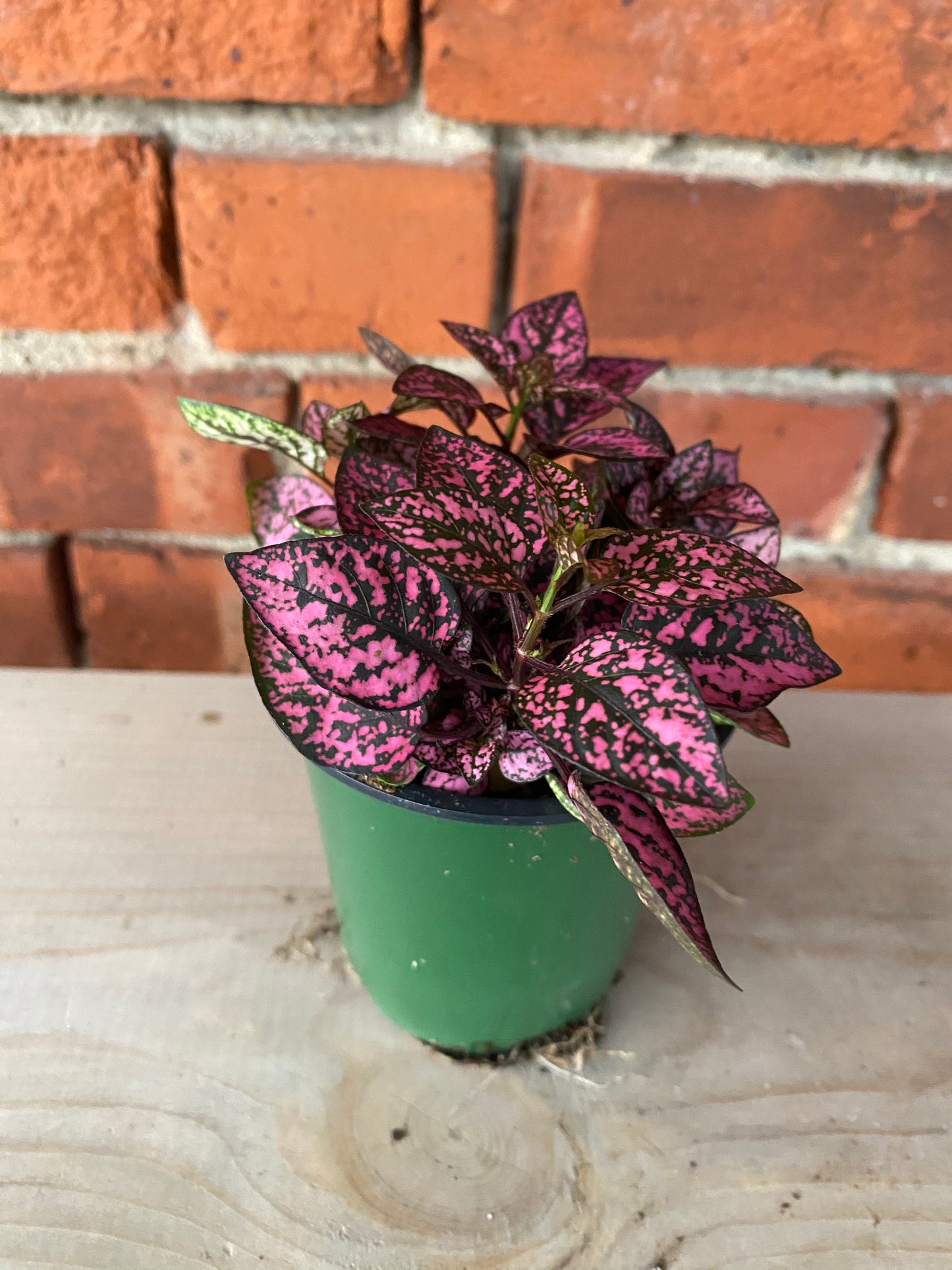 Hypoestes phyllostachya 'Polka Dot Plant' 3" Pot