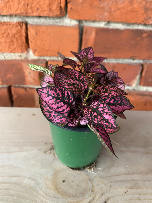 Hypoestes phyllostachya 'Polka Dot Plant' 3" Pot
