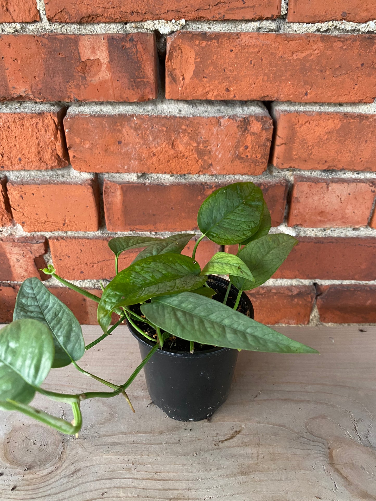 Epipremnum pinnatum 'Cebu Blue Pothos'