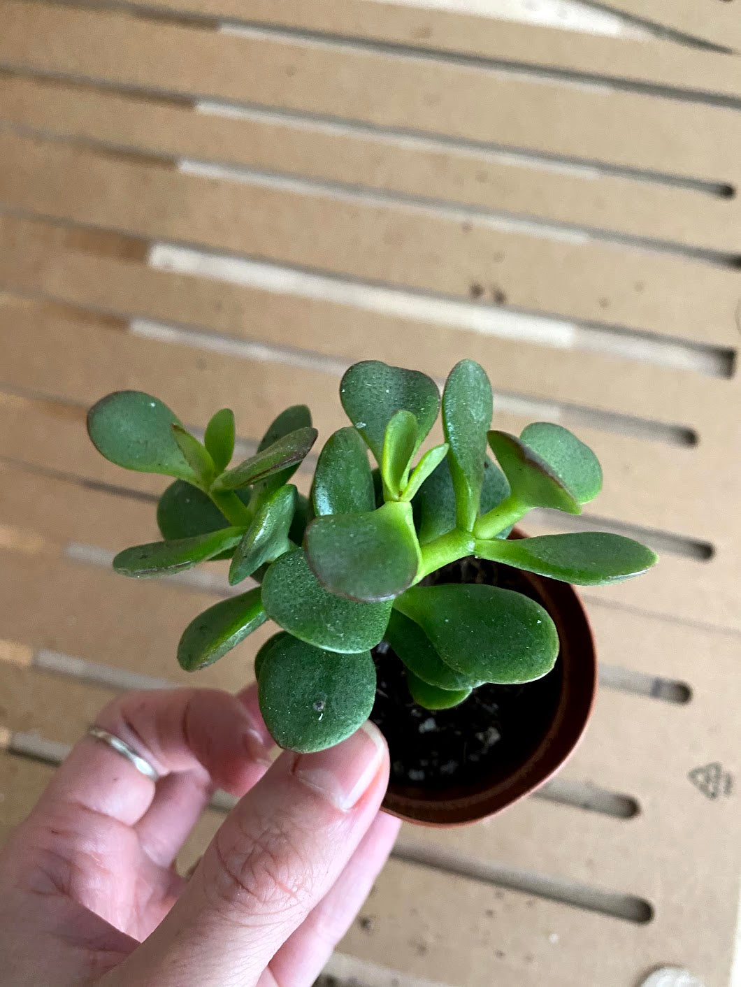 jade plant scale Crassula Ovata 'Jade Plant' 4"