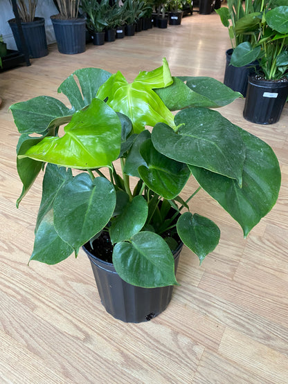 Monstera deliciosa 'Split Leaf'