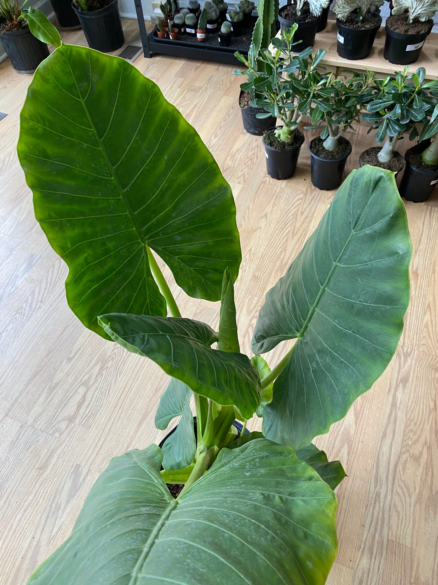 Alocasia calidora