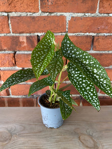 Begonia maculata 'Polka dot White' - 4" Pot