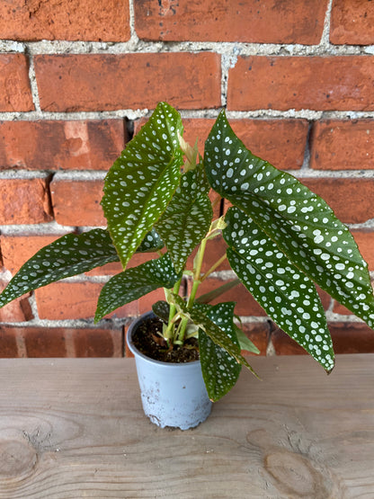 Begonia maculata 'Polka dot White' - 4" Pot